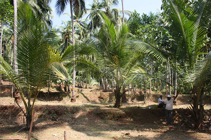 soil distribution