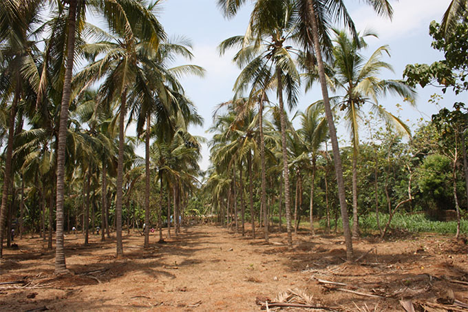 soil distribution