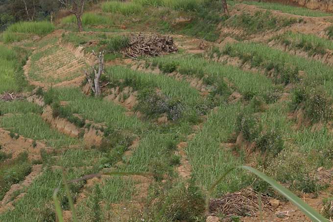 soil distribution