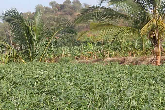 soil distribution