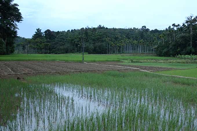 soil distribution