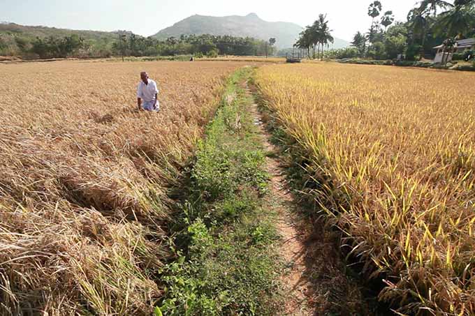 soil distribution