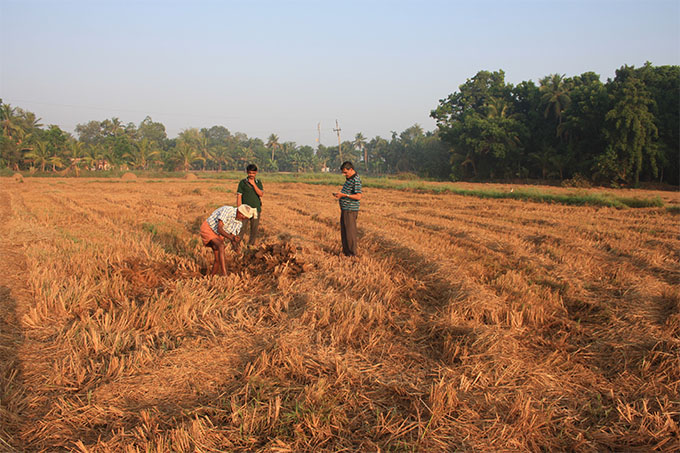 soil distribution