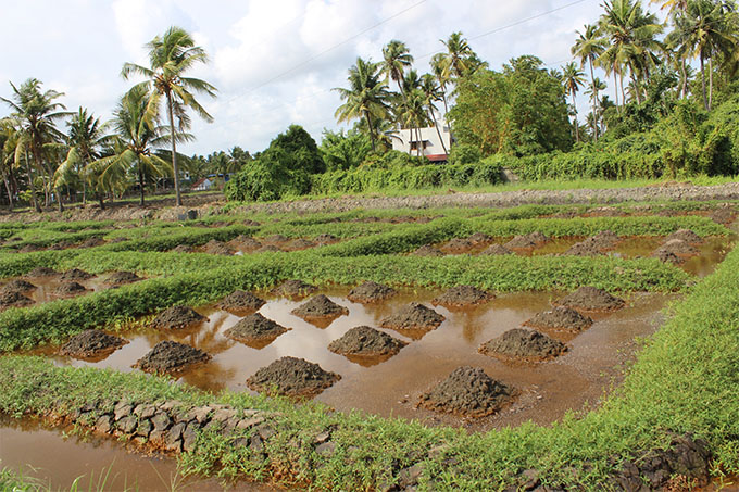 soil distribution