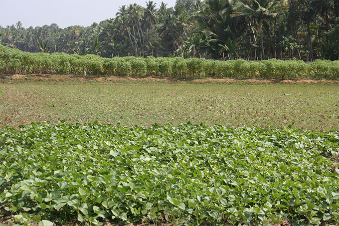 soil distribution