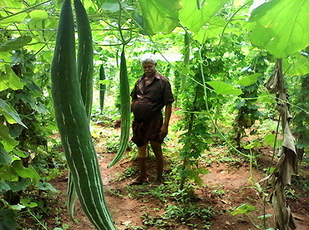 പുറമറ്റം കൃഷിഭവന്‍