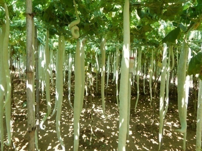 Ezhukone