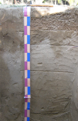 Coastal sandy soils
